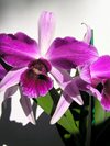 Laelia purpurata var. Sanguinea